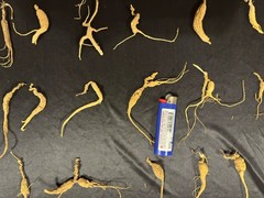 Dry Wild American Ginseng. 0.19 Lb. W/ Certificate. 82 Roots Total. 2025 Harvest