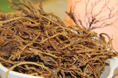 Mandrake Root – Whole Dried Root, Appalachian Mountains Wild Harvest