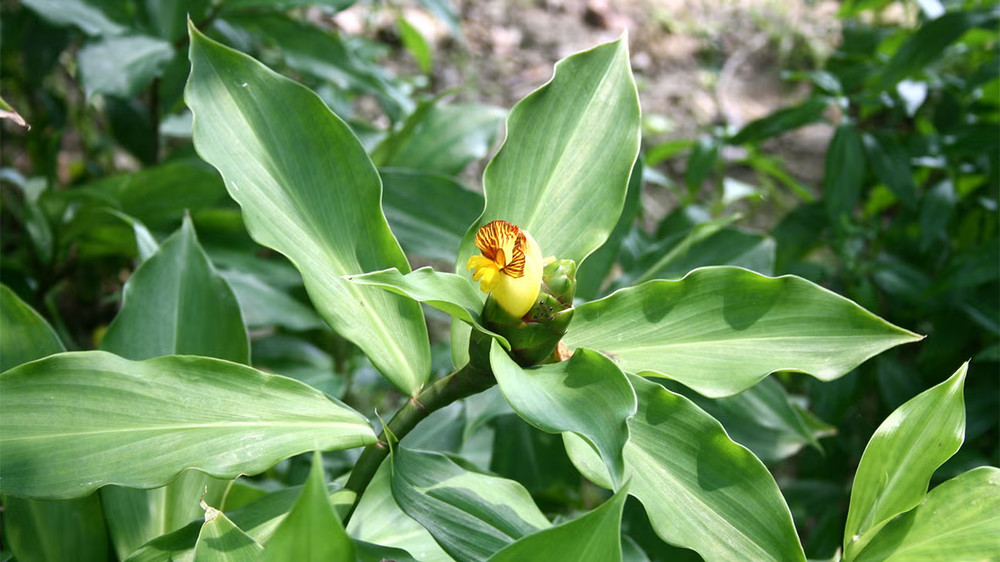 Insulin Plant whole leaves 150g Dried Organic Costus igneus Costaceae.