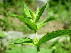 Organic SPEARMINT Leaf |Cut & Sifted| Dry Herb (Mentha spicata) 4oz/8oz