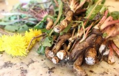 Dandelion Root Powder ( Taraxacum officinale ) ORGANIC from Carpathian mountain.