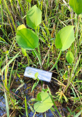 Daun Genjer ( Limnocharis Flava ) Yellow bur-head Dried Leaves