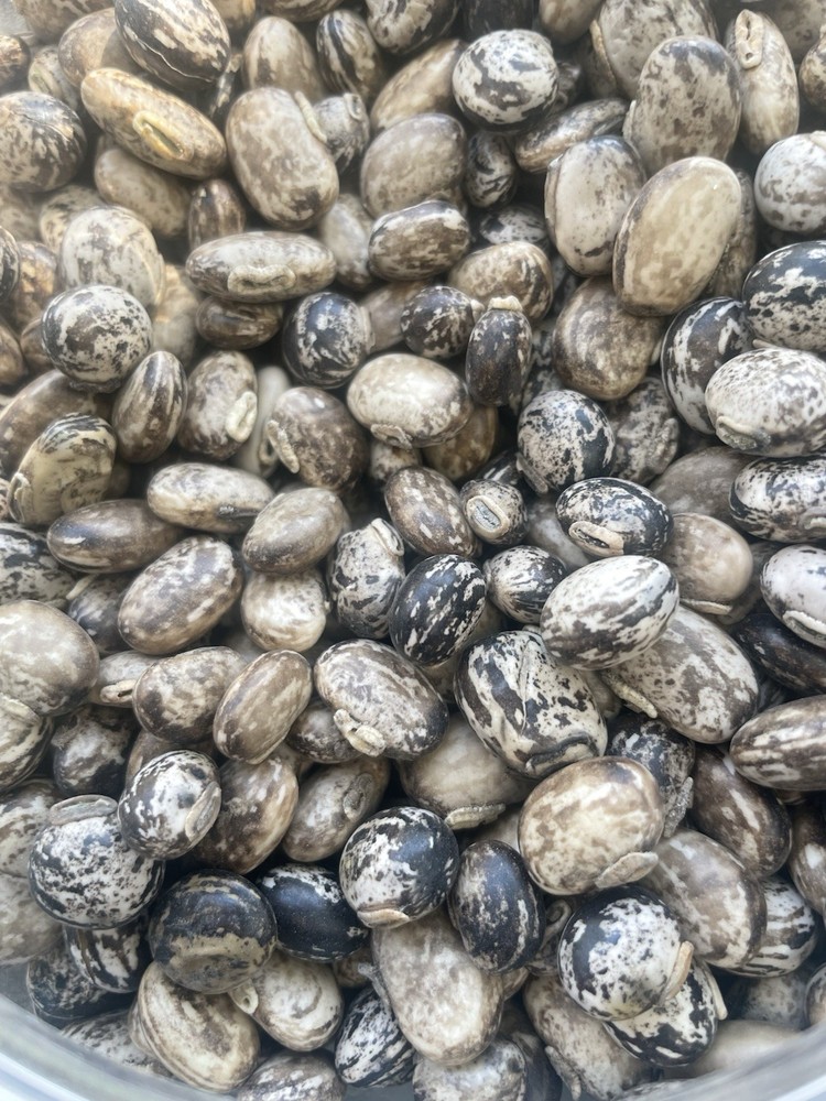 1 Lb Or 400 Seeds Stripe Organic Mucuna Beans Mucuna Consumable And Growing