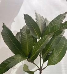 ORGANIC 50 Mango Leaves Fresh Florida 100% Natural Mango Leaves Organic