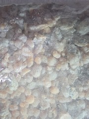 OMAN Frankincense Tears Whole Boswellia Carteri – Ceremony Religious