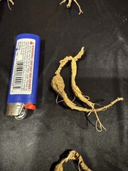 Dry Wild American Ginseng. 0.19 Lb. W/ Certificate. 82 Roots Total. 2025 Harvest