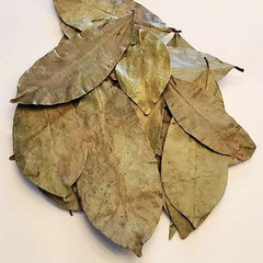 Soursop Leaves Graviola 100% Pure Dried Soursop Leaf – Hojas De Guanabana – 1oz