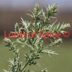 Wormwood Herb Dried Artemisia Absinthium Premium Fast Ship 10g USA!