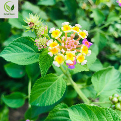 Natural Lantana Camara Leaves Powder 100% Organic Herb Shrub Verbena Herbal Tea