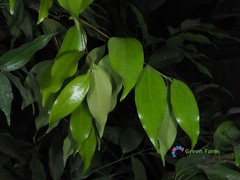 5 Seeds Cinnamomum Verum Zeylanicum True Ceylon Cinnamon Small Evergreen Tree
