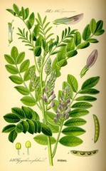 Licorice Root Extract Liquid Drops Drink Mix Adrenal Digestive Respiratory D USA
