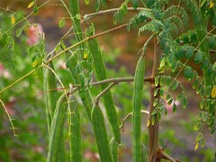 Moringa, Organic moringa Oleifera,Premium moringa seeds, semillas de moringa 4oz