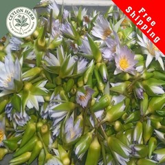Dried Rare Real Egyptian Blue Lotus Flower(Nymphaea nouchali var.caerulea)Ceylon