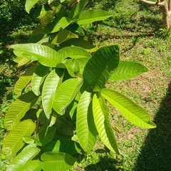 100% Organic Natural Dried Guava Leaves (125 leaves) Tea Hojas de Guayaba