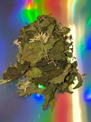 Calea Dream Herb (Calea zacatechichi)