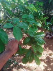 Organic Soursop Leaves Powder 100% Pure Natural Herbal Green Graviola Guyabano