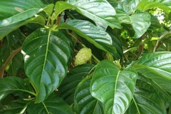 50+ Natural Dried Noni Leaves – Ahu Morinda Citrifolia Organic Herbal Fruit Leaf