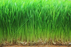 Organic Wheatgrass Powder — Non-GMO, Whole-Leaf, Raw, Non-Irradiated, Pure, Bulk