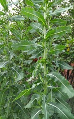 Dried Wild/Prickly Lettuce Leaves NON GMO Fresh 2020 Peak Harvesting 1-oz