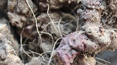 Stone Root – Whole Dried Root, Appalachian Mountains Wild Harvest