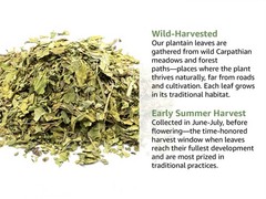 Plantain Leaf Tea (Plantago Major) – Dried Loose Leaf Herb – Cut & Sifted