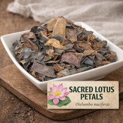 Sacred Lotus Petals Nelumbo nucifera Premium Dried Pink Lotus Botanical USA