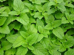 WHOLESALE!! LEMON BALM LEAF CUT/SIFTED DRIED BULK TEA NON-GMO-1,2,3,4,5 LBS