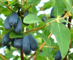 50 Seeds Blueberry Lonicera Caerulea Fruit Home Garden Plant Haskap Honeyberry