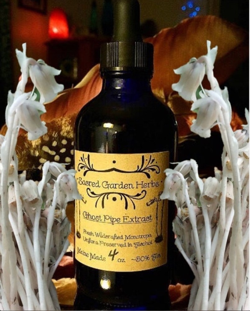 Ghost Pipe Tincture Sacred Garden Herbs Wildcrafted Maine Monotropa Uniflora