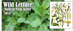 Wild Lettuce Tincture: Organic, Strong & Effective Pain Relief, Soothes Nerves.