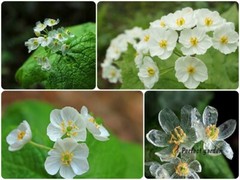 5 Seeds Diphylleia Grayi Skeleton Flower White Crystal Petals Perennial Plants