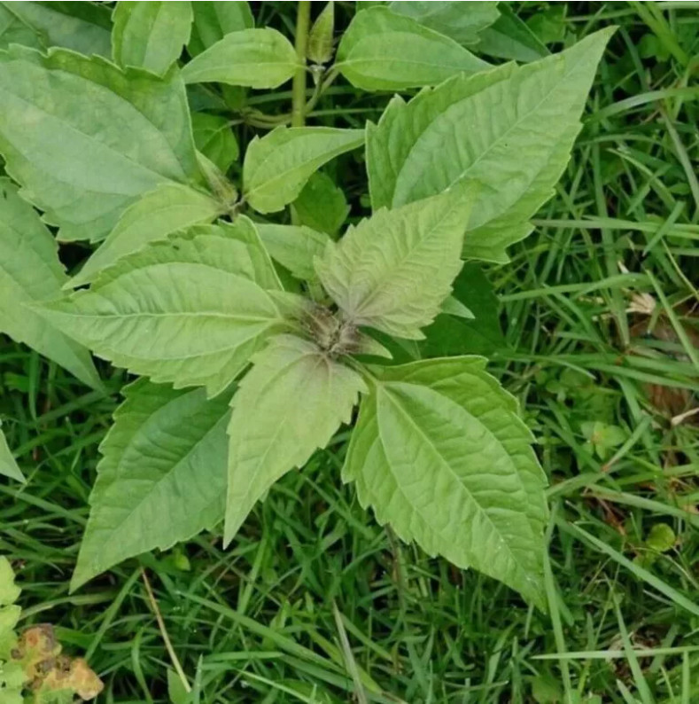 50g Dream Herb Calea Zacatechichi Leaf – Schmerbals Herbals – Free Shipping