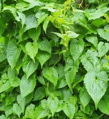 100g Jamaica Guaco Dried Leaves – Mikania Cordifolia Organic Herbal Remedy