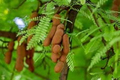 80g Dried Tamarind Organic Leaves 100% Pure Natural Free Shipping From Sri Lanka