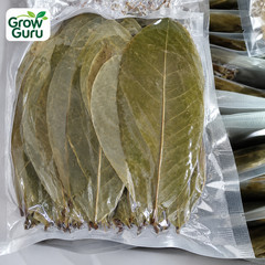 Ceylon 100% Organic Natural Dried Soursop Leaves Graviola Annona Muricata Leaf