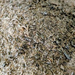 Kanna Cut and Sifted Bulk Plant