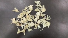 SALAB MISRI Salam Panja Salep Orchid Orchis Dactylorhiza Hatagirea Free Ship