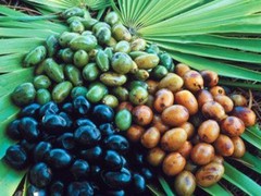 saw palmetto supplement – Saw Palmetto Berry 500mg – prostate plus 3 Bottles
