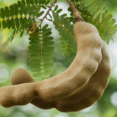 A+ Ceylon Fresh Tamarind | 100% Organic Healthy Dietary Tamarind With Seeds Oz