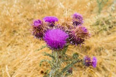 Pure Herbs: Milk Thistle – 4 oz.