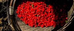 Organic Dried Goji Berries Superfood Raw Vegan Wolfberries by Wholeberry