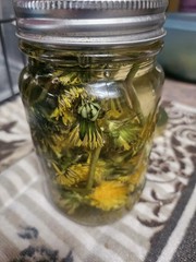 Dandelion Salve (Joint/Muscle Pain/Headaches)