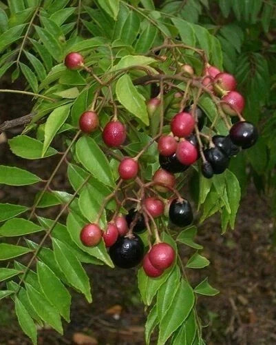 20 unit CreativeFarmer OCurry leaves Plant Seed Kari Patta Seed ORGANIC