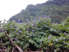 50 Seeds Pueraria Montana Lobata East Asian Arrowroot Kudzu Vine Useful Plants