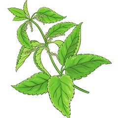Stinging Nettle Leaf Herb Cut & Sifted Certified Kosher Natural Organic 28.3g