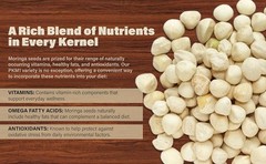 Moringa Seeds Kernel Shelled 16 oz. / 1 lb. – Clean PKM1 Variety – Edible –