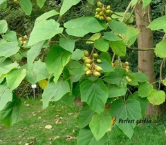 200 Seeds Paulownia Princess Tree Fastest Growing Deciduous Decorative Plants