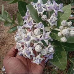120g Calotropis Procera Leaf Powder – Sodom Apple Ceylon Dried Herbal Leaves