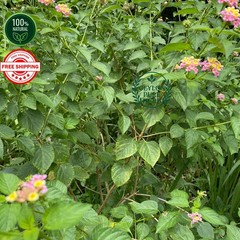 Dried Shrub Verbena Herb Lantana Camara Tea 100% Organic Ceylon Rare Medicinal