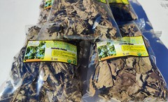 Guarumo Hierba Te, guarumbo, yagrumo, yarumo, Chancarro, Cecropia peltata !!